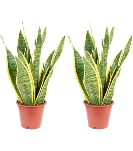 Sansevieria Trifasciata Black Coral | Vrouwentong 45cm kopen