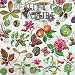 Produktbild Floral Serie – Schönheit der Natur 2019 quadratisch Wand Kalender