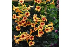 SUTTONS EST. 1806 Campsis 'Indian Summer', Trumpet Vine, Garden Climbing Plant, Hardy Perennial, Drought Tolerant, Exotic Flowers, Ideal for Trellis, Fences and Walls, Supplied in 2-Litre Nursery Pot(s) by Suttons (1)