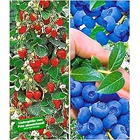 BALDUR Garten Beeren-Kollektion, 4 Pflanzen Klettererdbeere und Heidelbeere Reka