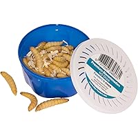 Feeders & more 3 Dosen zu je 40 Bienenmaden, Wachsmaden Angelköder Futtertiere **MEGADEAL** lebend & frisch Premium…