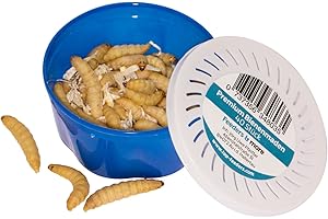 Feeders & More - Bienenmaden lebend - 1x 40 Stück - energiegeladene Maden als Angelköder u.a Forelle, Karpfen, Schleie - Bienenmaden lebend zum Angeln oder als Lebendfutter - Angelköder lebend