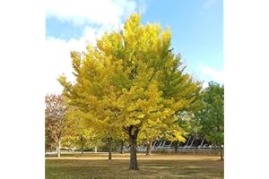 BRKENT 20 Piezas Semillas De Árbol De Ginkgo, Mini Semillas De Árbol De Bonsái De Jardín Semillas Orgánicas (Ginkgo Biloba) Semillas Exóticas, Plantas De Árbol De Bonsái De Jardín, Plantas De Balcó