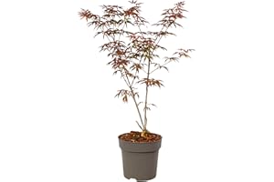 Plant in a Box - Acer palmatum 'Starfish' - Arce japonés resistente al invierno - Maceta 19cm - Altura 60-70cm