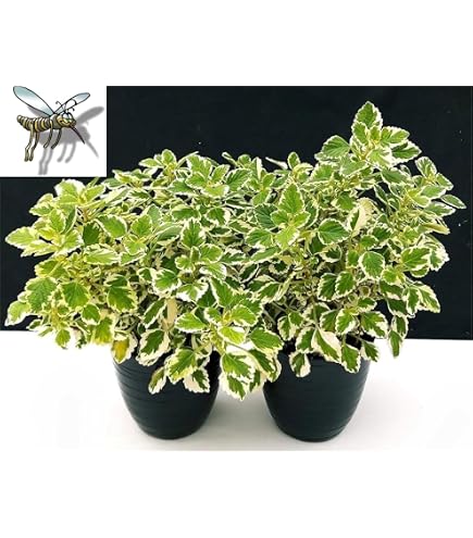POWERS TO FLOWERS - Cavolo Ornamentale Brassica, 3 Piante In Vaso 14cm, Colorazione Viola/Bianco, Resistenti Al Freddo Fino A -20°C - 5