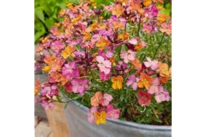 Erysimum 'Constant Cheer'. Plug Plant x 4. Long Flowering Perennial WallFlower, Ideal for rockeries and pollinators. Available from Bedwen Plants