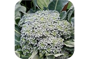 GROWTANICAL Calabrese F1 'Marathon' Broccoli Mini Plug Plants x 12 'Grow Your Own'