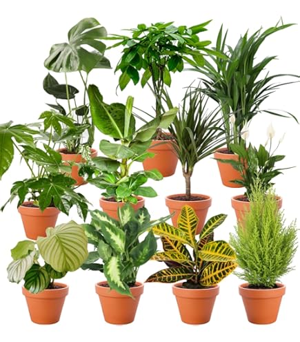 Geranien Samen 800 Stück - Winterharte Balkonblumen, Schnellwachsend