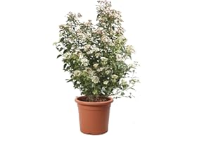KENTIS - Viburnum Tinus 'Eve Price' - Pianta di Viburno - Piante Vere da Esterno Sempreverdi Resistenti - Pianta da Siepe - H 60-80 Vaso Ø 24 cm