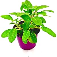 Salbei Pflanze, Salvia officinalis Kräuter Pflanzen 2stk.