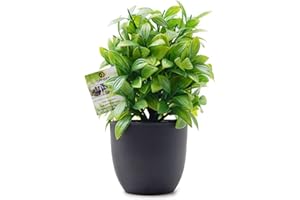 OFFIDIX Mini Plastic Eucalyptus Artificial Plants with Vase for Office desk, home and friends’ gift Fake Plant with Plastic Pots for Home Decoration (Green)