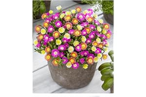 BALDUR-GARTEN GMBH BALDUR Garten Winterharte Eisblumen Summer Mix, 3 Pflanzen Delosperma congesta, Bodendecker, winterharte Staude, trockenresistent, mehrjährig, bienenfreundlich, pflegeleicht, Wasserbedarf gering