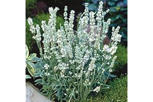 Lavender Plants, Ready for The Garden. 'Ellagance Snow'. White Flowers. Plants for Pollinators. 9cm Plant x 2. Available from Bedwen Plants.