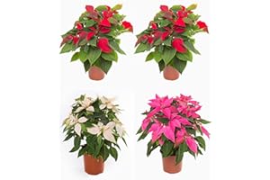 VIPARPLANT Planta de Navidad - Pack 4 Plantas Naturales - 4 Poinsettias - Altura aprox.40-45 cm- Flor de Pascua - VG 32 (Mix Colores)