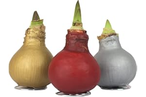 INTERFLOWERS GMBH 3x Echte Amaryllis gewachst/wax X-MAS ROT-GOLD-SILBER Amaryllis Blumenzwiebel - lange haltbar, pflegeleichte Zimmerpflanze- Geschenkidee!