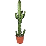 Kaktus von Botanicly – Wolfsmilch Kaktus – Höhe: 70 cm – Euphorbia Eritrea