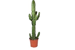 Cactus et plante grasse de Botanicly – Cactus Euphorbia – Hauteur: 80 cm – Euphorbia Eritrea