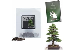 YUGEN BONSAI 30 Japanese Cedar Bonsai Seeds | Cryptomeria Japonica | Growing Guide | Grow Your Own Bonsai Tree | Bonsai Beginners and Enthusiasts