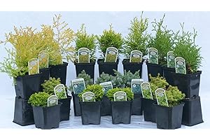 MEREDITH NURSERIES 12 Mixed Dwarf Conifers in 9CM Pots Evergreen Borders