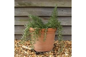 Rosemary 'Blue Rain' 9cm Plant x 2. Culinary herb. Trailing Blue Flowers. Available from Bedwen Plants.
