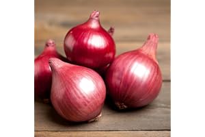 Carbeth Plants - Onion Sets Karmen 100 x Vegetable Bulbs - 500g Red Spring Planting Quality Sets - Reliable High Yielding Variety Easy to Grow - Perfect for Outdoor UK Growing