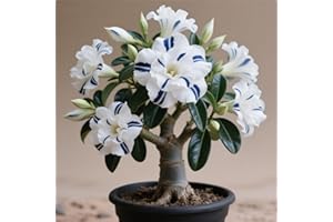 BNSOIDE Adenium obesum/Rizomas rosa del desierto/Tenacidad | Espectaculares/Plantación en balcones o exteriores.-1 rizoma-e