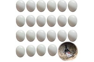 HJYDGJ Simulierte Vogel Eier 22 Stück 18g gefälschte Eier für Vögel Gefälschte Taubeneier Hilfsmittel für Tauben Dummy Eier Nesteier künstliche Eier Kunststoffeiern Vollkunststoff Eier Eier für Tauben