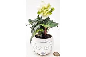 POWERS TO FLOWERS - HELLEBORUS BIANCO MINI IN VASO CERAMICA SIGNORINA, ELLEBORO, VASO 9CM DIAMETRO, Rosa di Natale, Pianta Vera