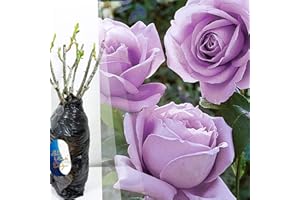 BLUE MAGIC DESIGN 1 Fragrant Rosa Blue Moon Purple Bush Rose Bare Rooted Plant for Brighten Garden Outdoor Landscape Shrub Border Walkway Vertical Hedge Lavender Blue