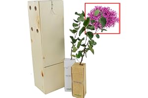 FINCA CASAREJO Arbre de Jupiter – Arbre de L’Amour – Floraison au Printemps - Jeune Pousse de 30 cm Reçue dans une Caisse en Bois Réutilisable - Pack 2 Unités