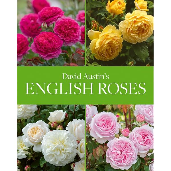 David Austin's English Roses: Glorious New Roses for American