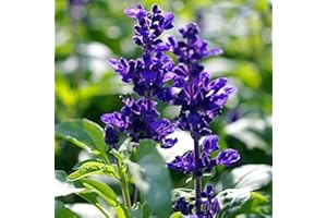 Benoon Graines De Sauge Bleue, 200 Pièces/Sac Graines De Sauge Bleue Salvia Semis Intérieur Décor à La Maison Fleurs Plantes Bonsaï Semis Pour Le Jardinage Bleu