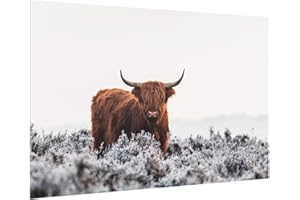 BILDERWELTEN Pannello Retro Cucina Paraschizzi Vetro Bisonte nelle Highlands, 59x90 cm