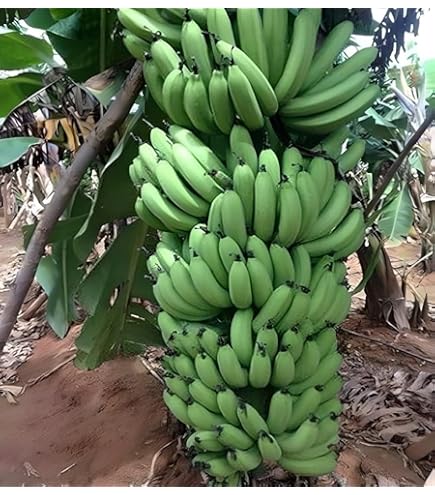 Grand Nain Banana Starter Plants - Set Of 4 - 4-10 Inches Tall - FREE Shipping From Top Nursery!