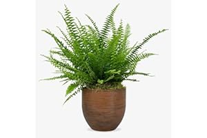 GENERIC Prestige Plant Boston Fern (Nephrolepis exaltata) – Lush Air-Purifying Houseplant | Approximately 30–40cm Tall | Indoor & Outdoor Fern