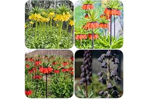 WJKWY-Q 12 Stück zwiebeln kaiserkronen knollen mehrjährig zwiebel kaiserkrone Fritillaria - Seltene Pflanzen serie - gewächshaus balkon blumenzwiebel mix plants blumen garten pflanztöpfe exotische