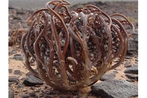 Portal Cool 100 semi: Anastatica hierochuntica Semi di senape bianca Fiore vera Rosa di Gerico Marys