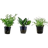 Tropica Nano Set mit 3 einfachen kleinen Topf Pflanzen Aquariumpflanzenset Nr.6 Wasserpflanzen Aquarium Aquariumpflanzen