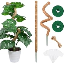 monstera blätter hellgrün Das pflegeleichte Fensterblatt (Monstera deliciosa) – Bloombox Club DE main image 1