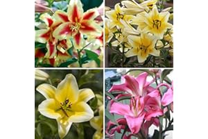REDIFY Tree Lily Collection Outdoor Garden Bulbs Lilium Beautiful Mix of Flowers Yellow Red and Pink Lovely Fragrance Sturdy Upright Stems Perfect for Beds, Borders and Pots 9 x ​Bulbs by Thompson & Morgan