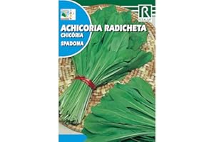 ROCALBA Semillas de Achicoria radicheta spadona