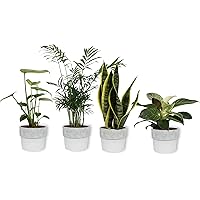 Set von 4 Zimmerpflanzen | in weißem Betontopf | Höhe 25-30cm | Sansevieria Philodendron Monstera Chamaedorea | Topf…