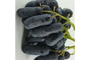 ZZNCHH Ggrape Bare Root, Excellent Display,Good for Containers Finger Grape Root, Grape Vine Plant-4 Roots-G
