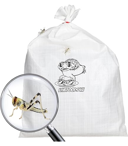 Locust Adult- 1 Tub Of 6 Size 6 45-60mm | Live Foods Direct