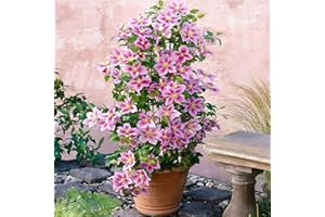 Clematis Piilu (Waldrebe) - Kletterpflanze - Lavendelrosa/Pink, Mehrjährig blühend & Winterhart - 1,5 Liter Topf | ClematisOnline