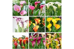 BRKENT Hardy Calla Bulbi Fiori Da Giardino Piante Da Balcone Calla Lily Bulbi Da Fiore Perenni Hardy Fiori Da Balcone Decorazioni Da Giardino Per Esterni Piante Esotiche 5 Bulbi Da Fiore Calla Multicolore