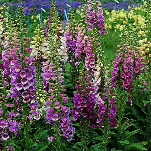 Fingerhut ( Digitalis purpurea EXCELSIOR HYBRIDS )