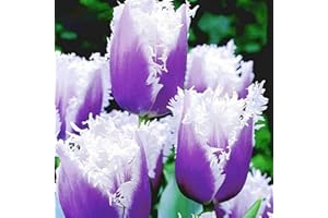 REMORUI 100 Piezas Semillas de Tulipanes para Sembrar, Semillas Tulipanes, Semillas Flores, Semillas Flores Exterior, Semillas Plantas Para Jardín, patio, granja (Morado y blanco)