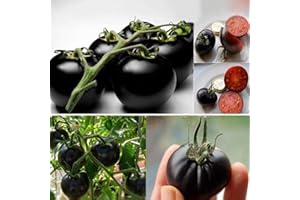 Benoon Semillas De Tomate, 200 Piezas/Bolsa Semillas De Tomate Dulce Fácil De Almacenar Vegetales Semillas De Plantas Para El Hogar Negro