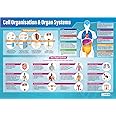 Cell Organization & Organ Systems Poster - EXTRA LARGE - A1 (850mm x 594mm) - Gloss Paper - Science Secondary School Wall Charts by Daydream Education